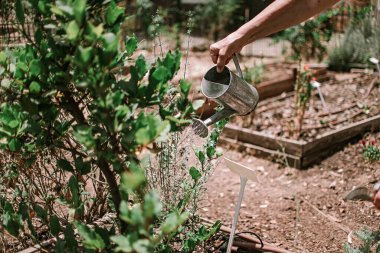 Sulama kabından bitki sulama, şehir bahçesi. Bahçe aletleri kapatın..