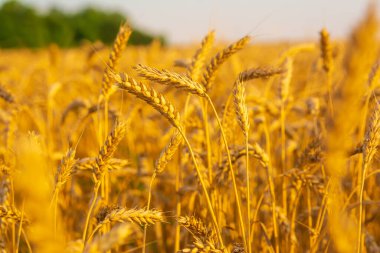 Güneşteki altın buğday tarlası