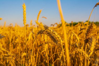 Güneşteki altın buğday tarlası