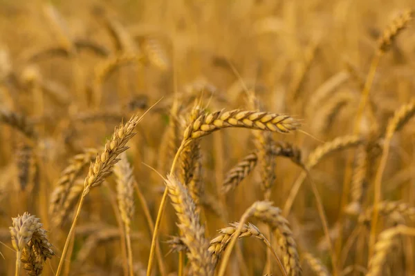 햇볕에 말린 밀로 만든 황금빛 밭 — 스톡 사진