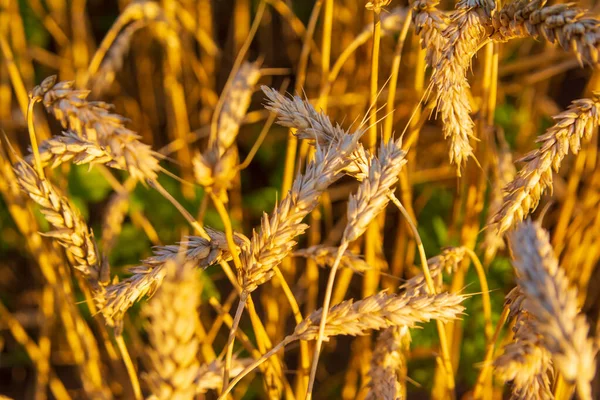 햇볕에 말린 밀로 만든 황금빛 밭 — 스톡 사진