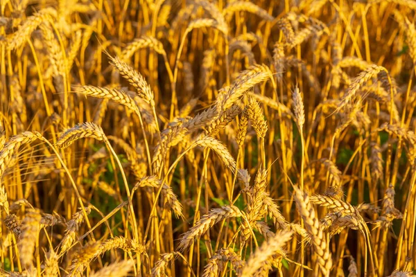 Золоте поле пшениці на сонці — стокове фото