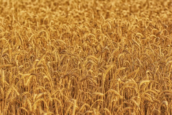 Golden field of wheat in the sun — Stock Photo, Image