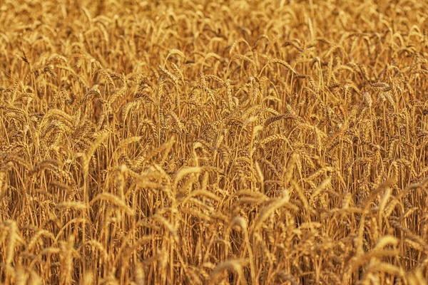 Goldenes Weizenfeld in der Sonne — Stockfoto