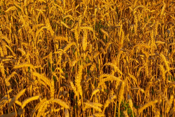 Goldenes Weizenfeld in der Sonne — Stockfoto