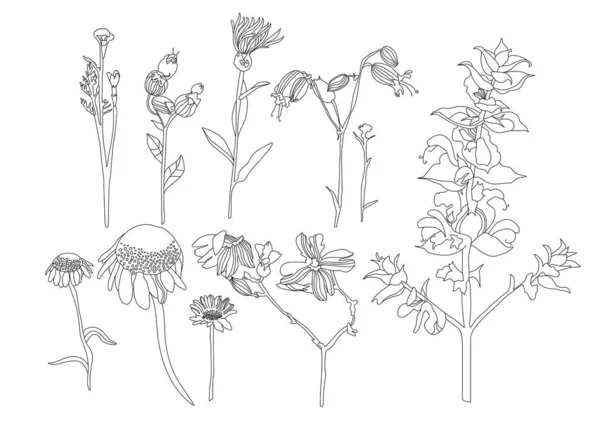 Квітковий Ботанічний Набір Намальованою Вручну Лінією Мистецтва Диких Лугових Квітів — стоковий вектор