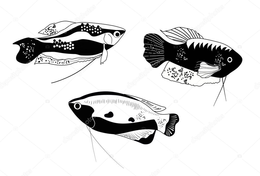 Honey, spotted and moon gourami in engraving style.Trichogaster labyrinth fish from South Asia . Aquarium inhabitant, underwater world.Vector trendy ink print for fabric,pet shop flyer.Black and white