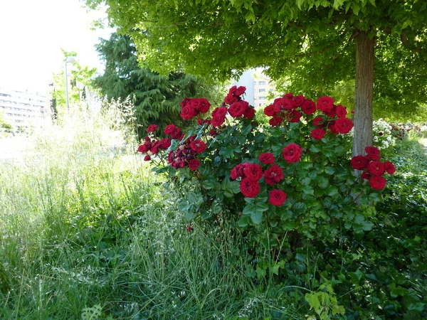 Красный Цветок Парке — стоковое фото