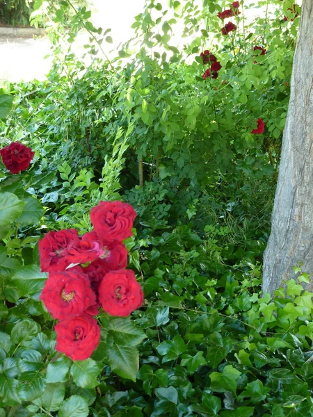 公园里的红花 — 图库照片