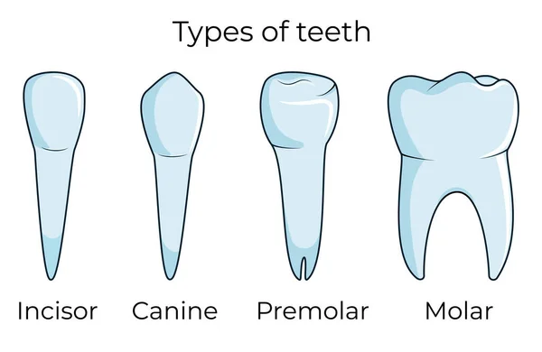 Quatro tipos de dentes humanos isolados em fundo branco ilustração vetorial — Vetor de Stock