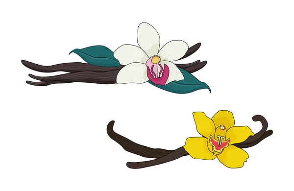 Bâtonnets et fleurs séchés à la vanille, ingrédient aromatique, illustration vectorielle. — Image vectorielle
