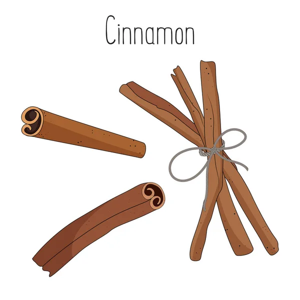 Cinnamon sticks isolated on white background, vector illustration. — Stock Vector