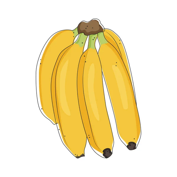 Yellow bananas bunch, tropical fruits, stock vector illustration. — Stock Vector
