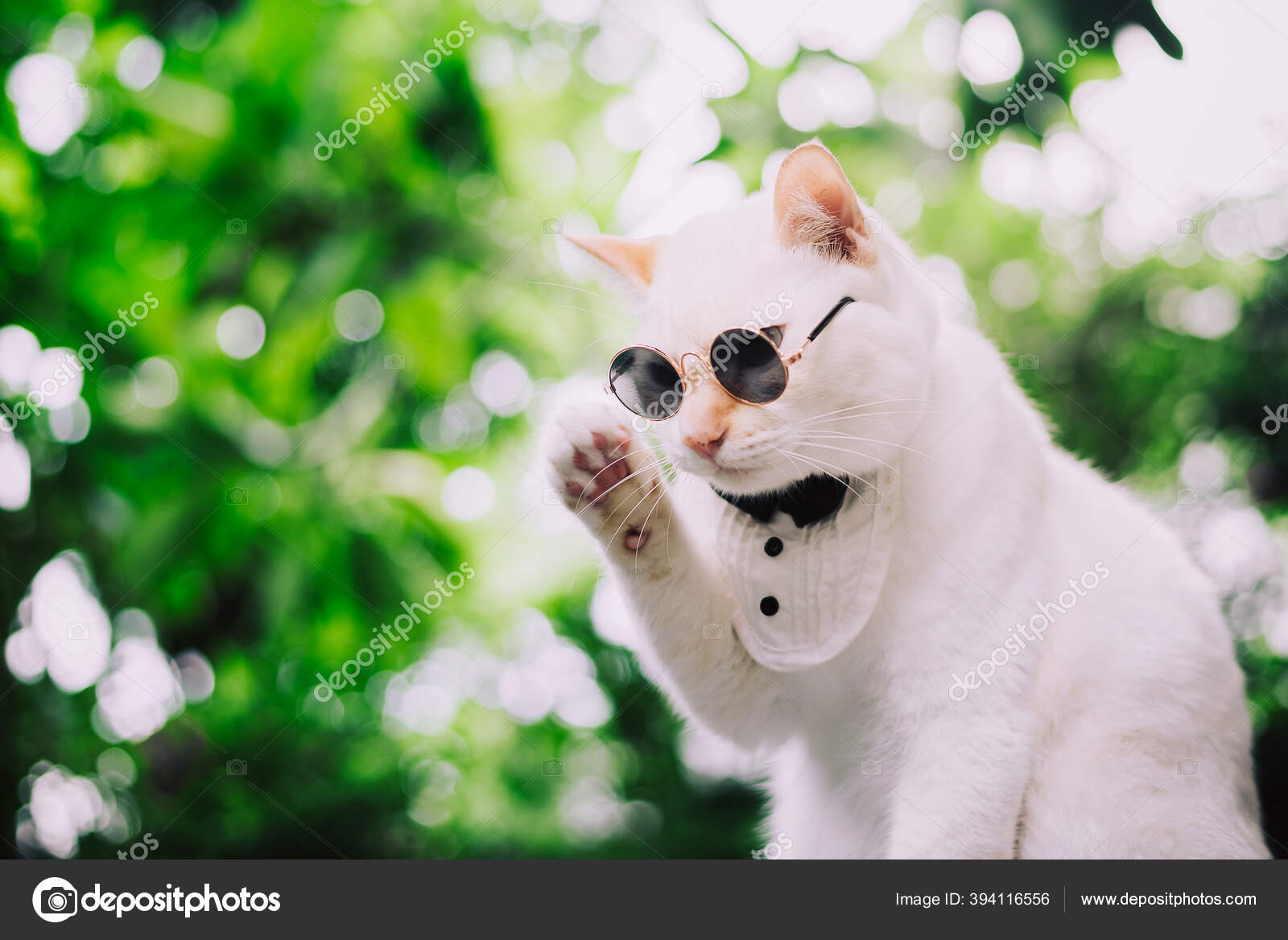 Mafia cat Stock Photos, Royalty Free Mafia cat Images | Depositphotos