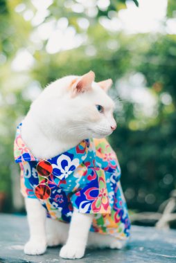 Güneş gözlüğü ve gömlek takan hippi beyaz kedi portresi, hayvan modası konsepti..