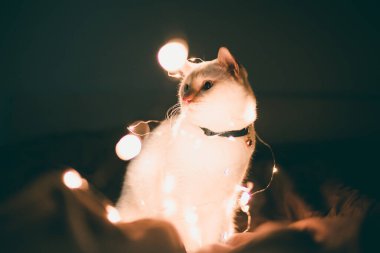 Kırmızı Noel Baba şapkalı şirin beyaz kedi yatak odasındaki bulanık Noel ışıklarına karşı