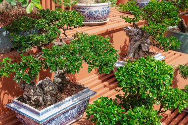 Doğal arka plan Bonsai ağaçları.