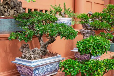 Doğal arka plan Bonsai ağaçları.