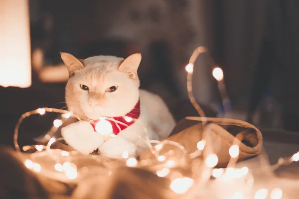 Χαριτωμένο Λευκό Γάτα Κόκκινο Καπέλο Santa Claus Κατά Θολή Φώτα — Φωτογραφία Αρχείου