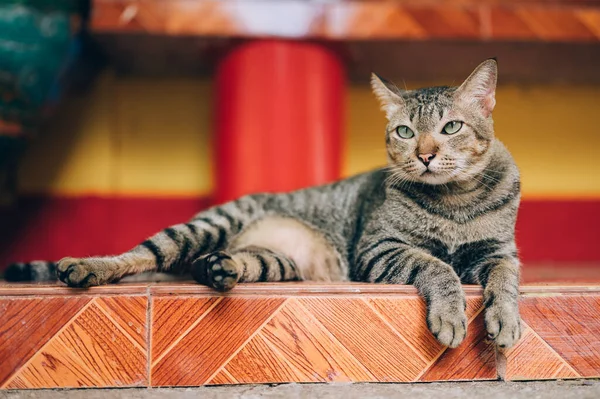 Een Grijze Zwerfkat Houdt Straat Gaten Verlaten Dakloze Kat Huisdier — Stockfoto