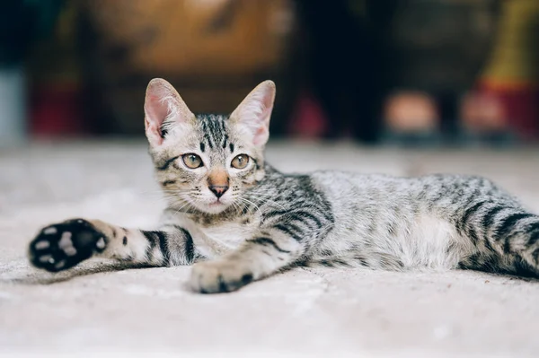 Een Grijze Zwerfkat Houdt Straat Gaten Verlaten Dakloze Kat Huisdier — Stockfoto