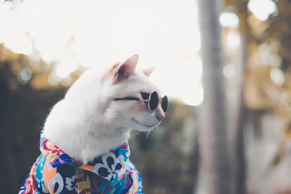 Retrato Hipster White Cat Usando Gafas Sol Camisa Concepto Moda — Foto de Stock