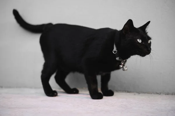 Fekete Macska Sárga Szemekkel Feküdt Padlón — Stock Fotó