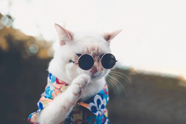 Portret Van Hipster White Cat Met Zonnebril Shirt Dierenmodeconcept — Stockfoto