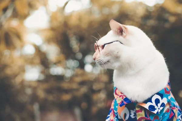 Retrato Gato Branco Hipster Usando Óculos Sol Camisa Conceito Moda — Fotografia de Stock