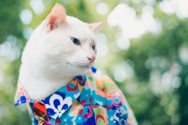 Portré Ból Hipster White Cat Visel Napszemüveg Ing Állat Divat — Stock Fotó