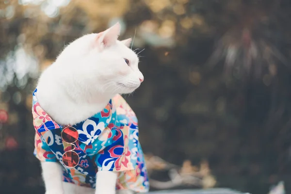 Portret Van Hipster White Cat Met Zonnebril Shirt Dierenmodeconcept — Stockfoto