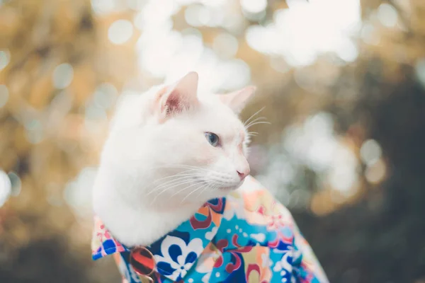 Retrato Hipster White Cat Vestindo Camisa Conceito Moda Animal — Fotografia de Stock