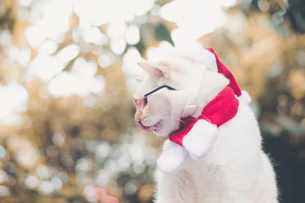 Porträtt Hipster Vit Katt Bär Solglasögon Och Jul Katt Röd — Stockfoto