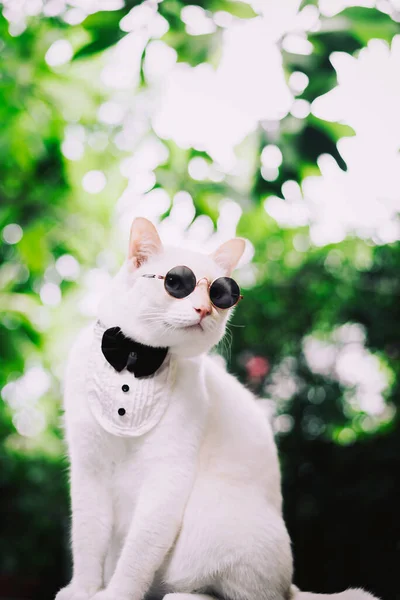 Πορτρέτο Του Tuxedo White Cat Φορώντας Γυαλιά Ηλίου Και Κοστούμι — Φωτογραφία Αρχείου