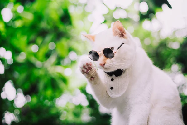 Portret Tuxedo White Cat Okularach Przeciwsłonecznych Garniturze Koncepcja Mody Zwierzęcej — Zdjęcie stockowe