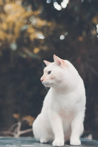 Retrato Gato Branco Parque Outdoot — Fotografia de Stock