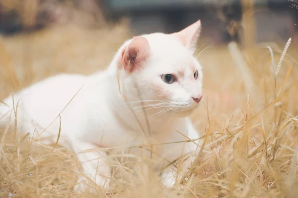 Portret Van Hipster White Cat Modeconcept — Stockfoto