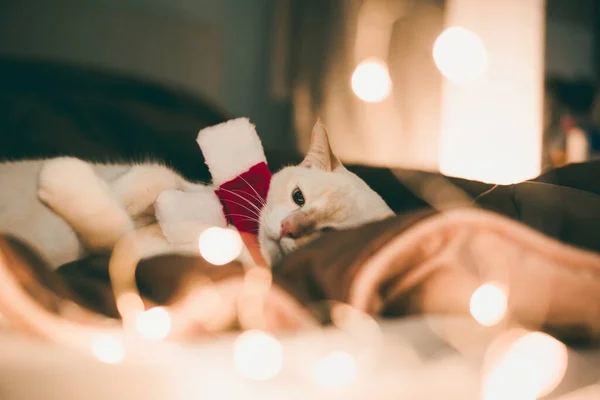 Söt Vit Katt Röd Jultomte Hatt Mot Suddig Julbelysning Sovrummet — Stockfoto