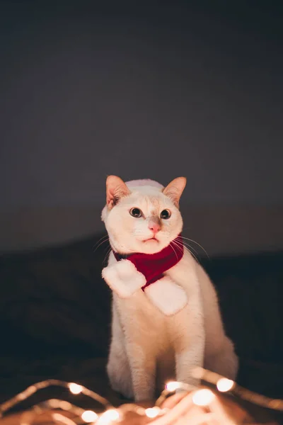 Kırmızı Noel Baba şapkalı şirin beyaz kedi yatak odasındaki bulanık Noel ışıklarına karşı