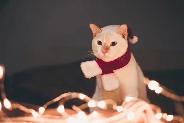 Niedliche Weiße Katze Mit Roter Nikolausmütze Gegen Verschwommene Weihnachtsbeleuchtung Schlafzimmer — Stockfoto