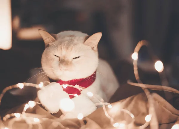 Niedliche Weiße Katze Mit Roter Nikolausmütze Gegen Verschwommene Weihnachtsbeleuchtung Schlafzimmer — Stockfoto