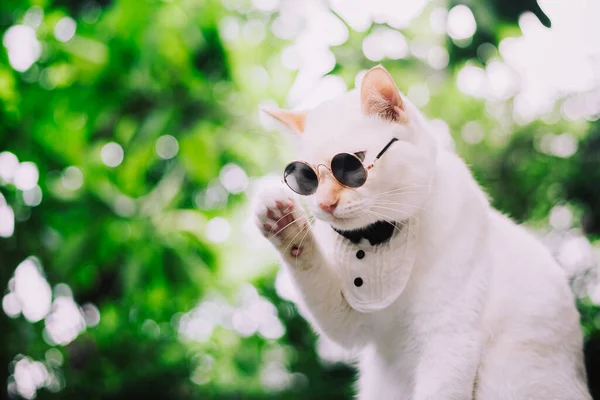 Retrato Esmoquin White Cat Con Gafas Sol Traje Concepto Moda Fotos De Stock