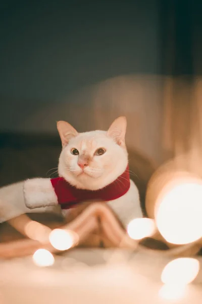 Милая Белая Кошка Шляпе Красного Санта Клауса Против Размытых Рождественских Лицензионные Стоковые Фото