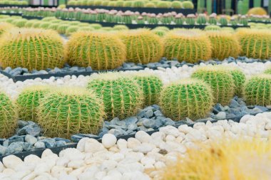 Kaktüs bahçesinde küçük bir kaktüs grubu..