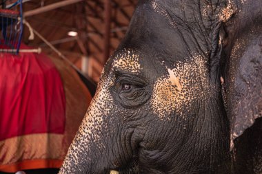 Tayland 'da sığınakta fil, fil çiftliği..