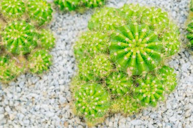 Kaktüs bahçesinde küçük bir kaktüs grubu..