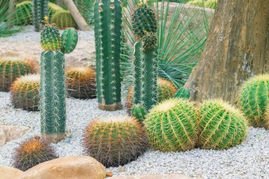 Kaktüs bahçesinde küçük bir kaktüs grubu..