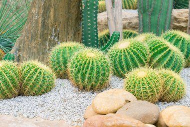 Kaktüs bahçesinde küçük bir kaktüs grubu..