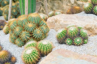 Kaktüs bahçesinde küçük bir kaktüs grubu..