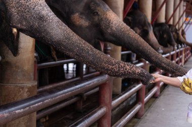 Hayvanat bahçesinde fil besliyorum. Kadınlar tropikal safari parkında Asya fillerini besliyor..